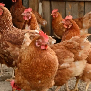 Ayam Petelur