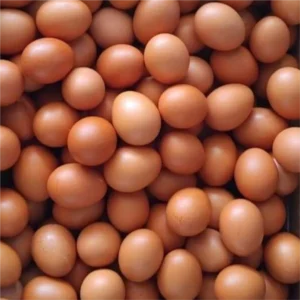 Telur Biasa (Segar Harian)