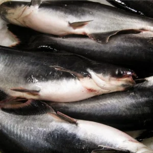 Ikan Patin Premium